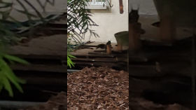 A squirrel - a test public video by aeira_pub